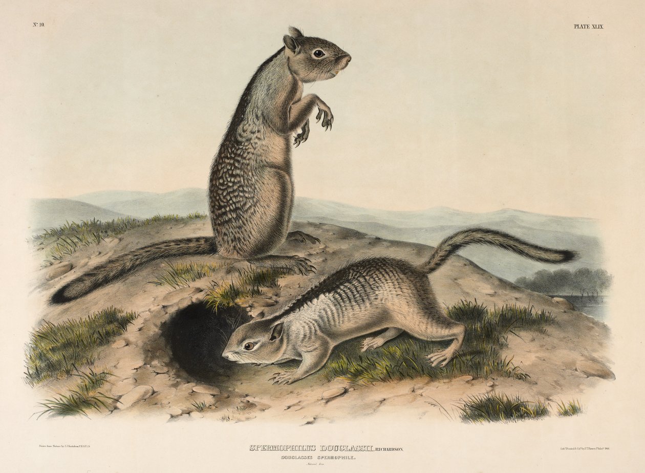 Douglassin spermofiili (Spermophilus Douglass), 1844 (käsinvärinen litografia) tekijältä John James Audubon
