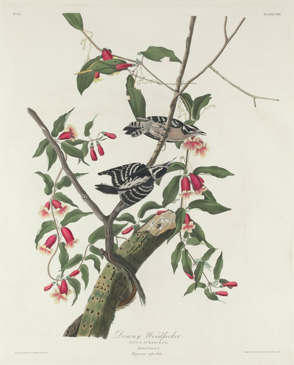 Pikkutikka, 1831 tekijältä John James Audubon