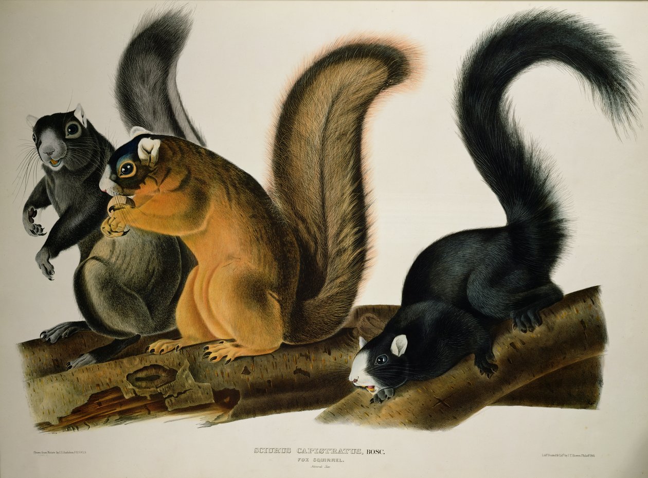Fox Squirrel, elokuvasta Quadrupeds of America, 1845 tekijältä John James Audubon