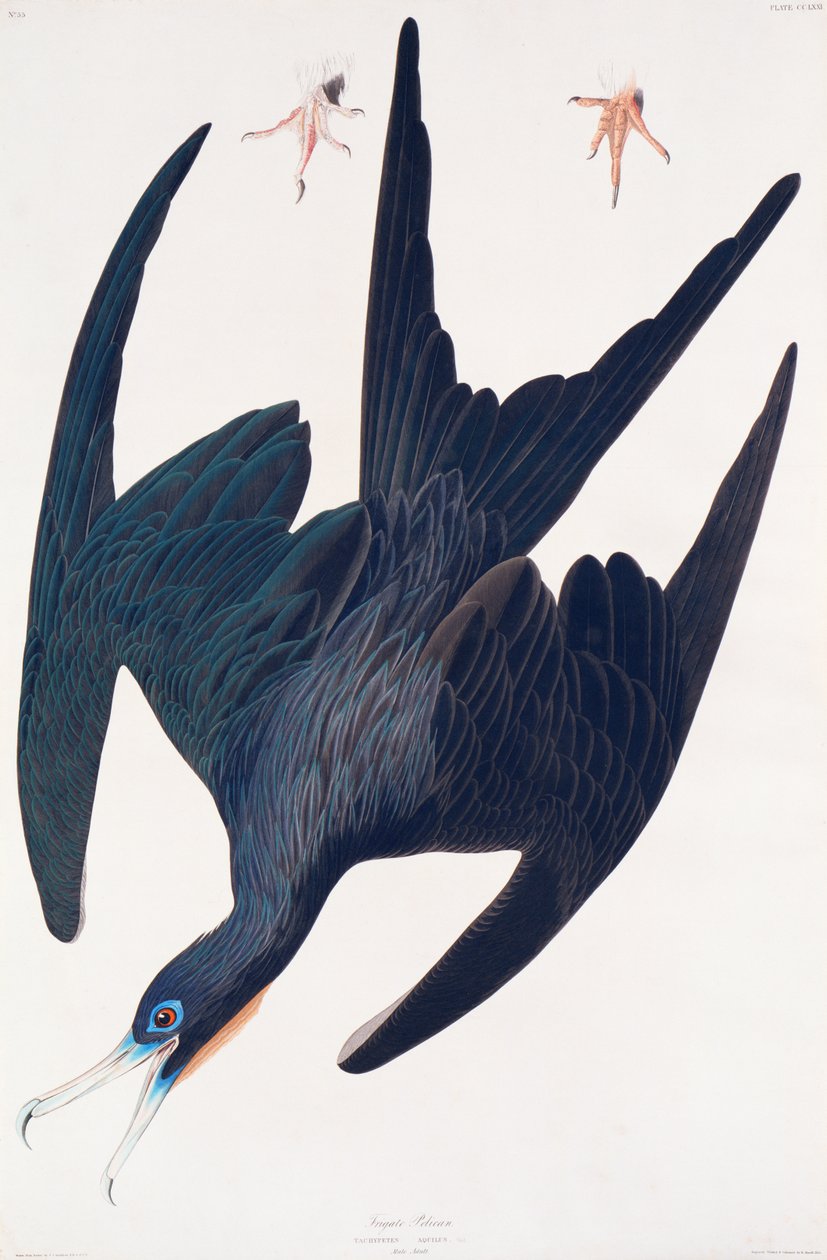 Fregattipingviini, kuvitus Birds of Americasta, 1835 (käsinvärinen kaiverrus ja akvatinta) tekijältä John James Audubon