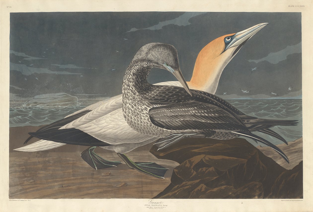 Gannet, 1836 tekijältä John James Audubon