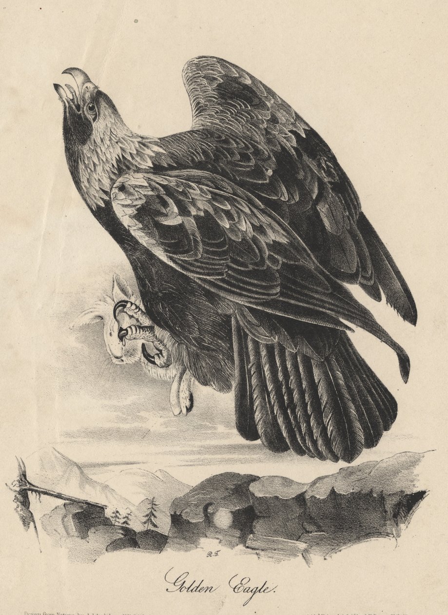 Golden Eagle, litho, J.T. Bowen, elokuvasta "Birds of America", 1840 tekijältä John James Audubon