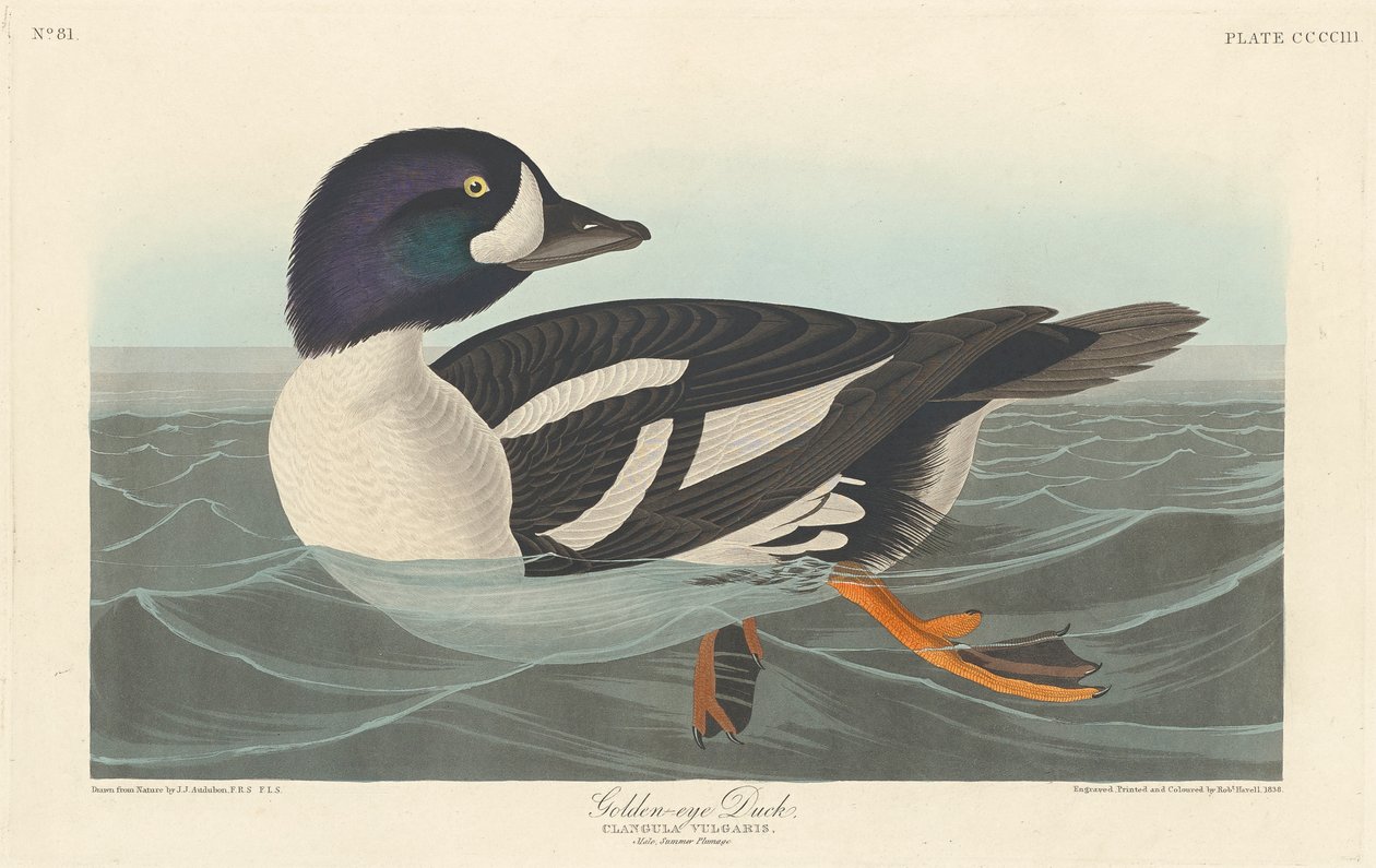 Kultasilmäinen ankka, 1836 tekijältä John James Audubon
