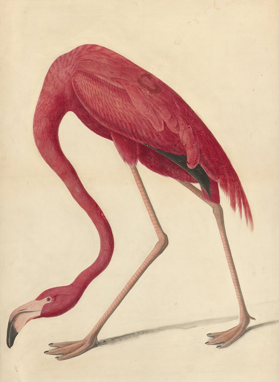 Greater Flamingo, 1838 (wc, munanvalkuainen ja grafiitti paperilla) tekijältä John James Audubon