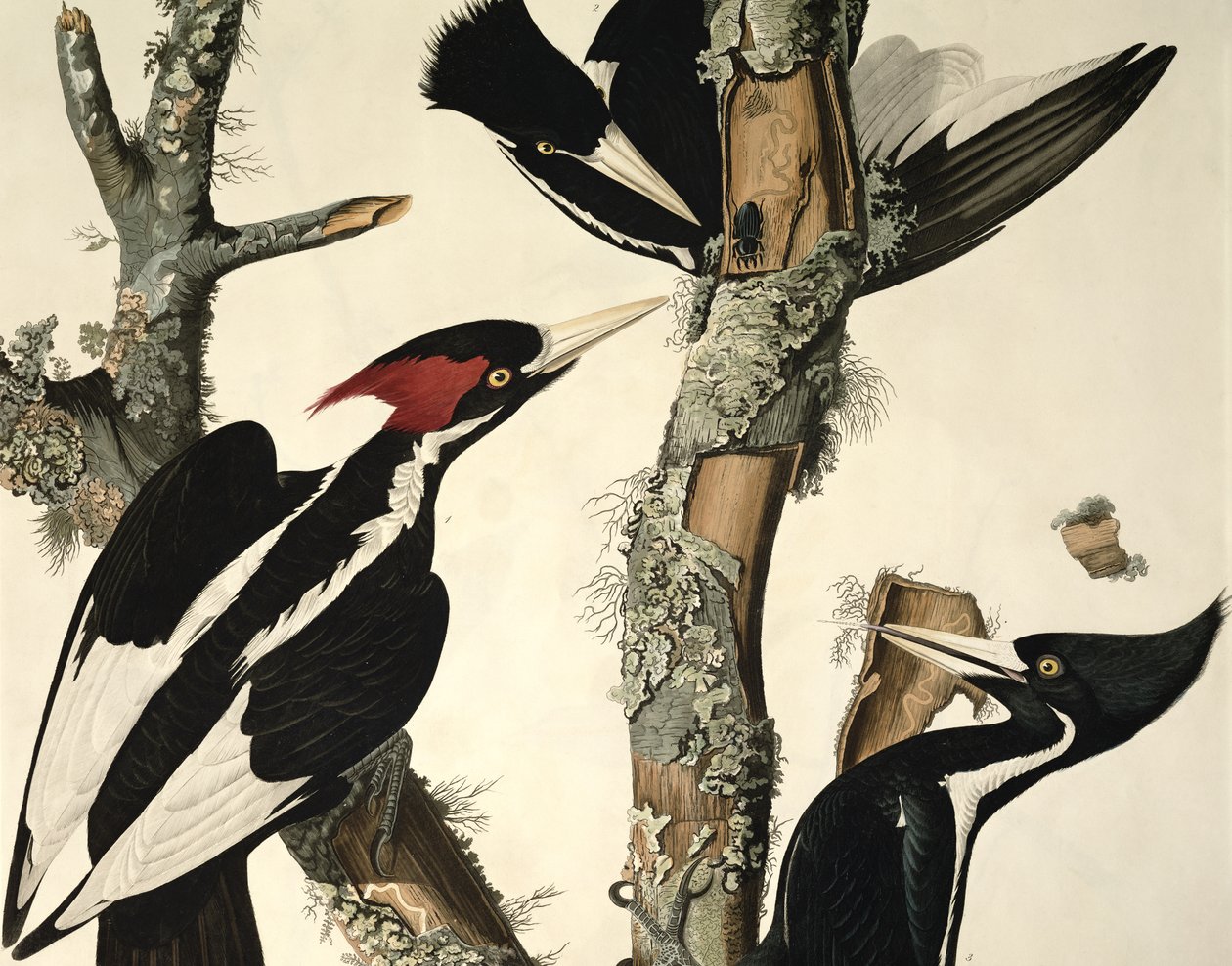 Norsunluunokkainen tikka, Birds of Americasta, kaiverrus Robert Havell 1793-1878 1829 värillinen kaiverrus yksityiskohta numerosta 5910 tekijältä John James Audubon