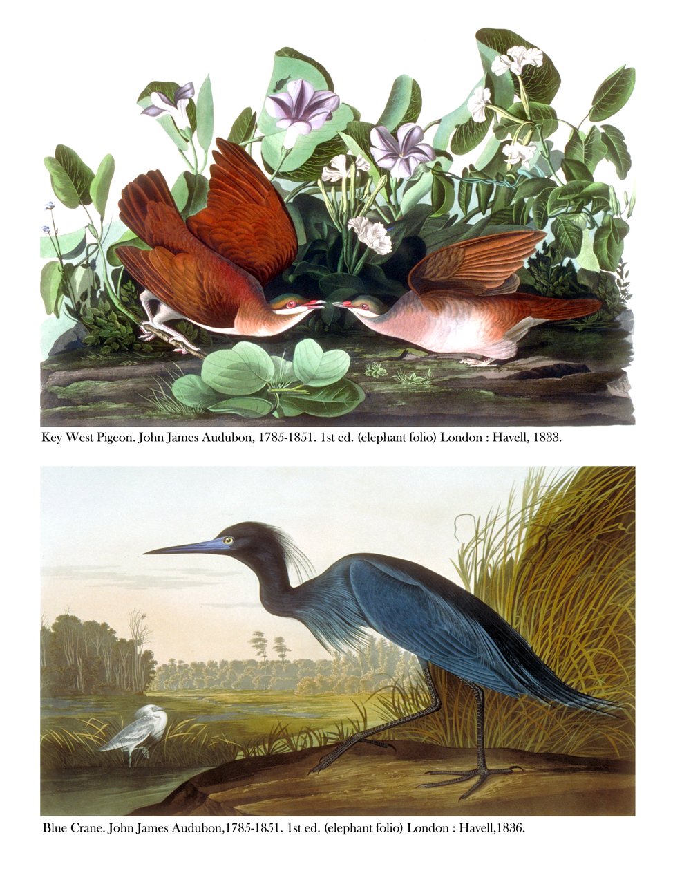 Key Westin kyyhkynen ja sinikurki, noin 1833-36. tekijältä John James Audubon