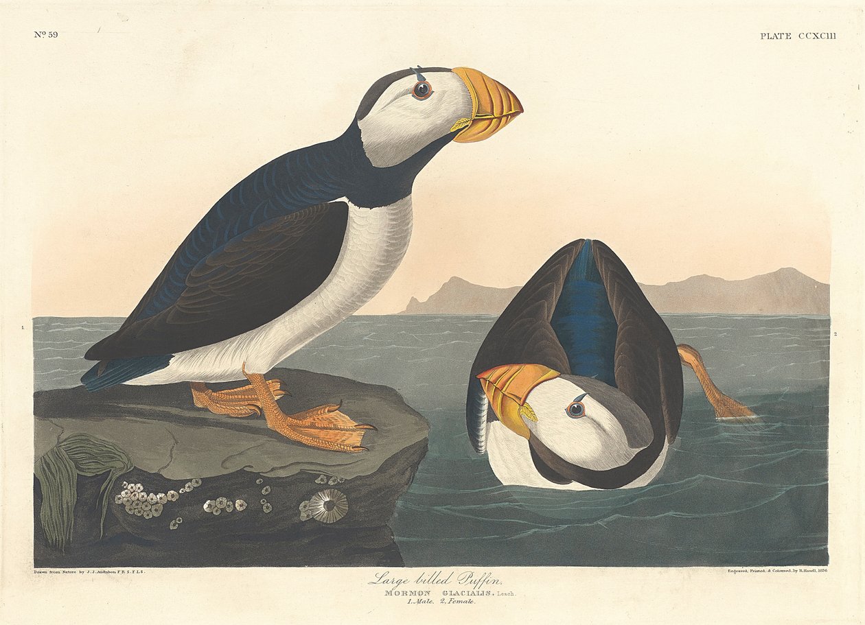 Isonokkainen Puffin, 1836 tekijältä John James Audubon