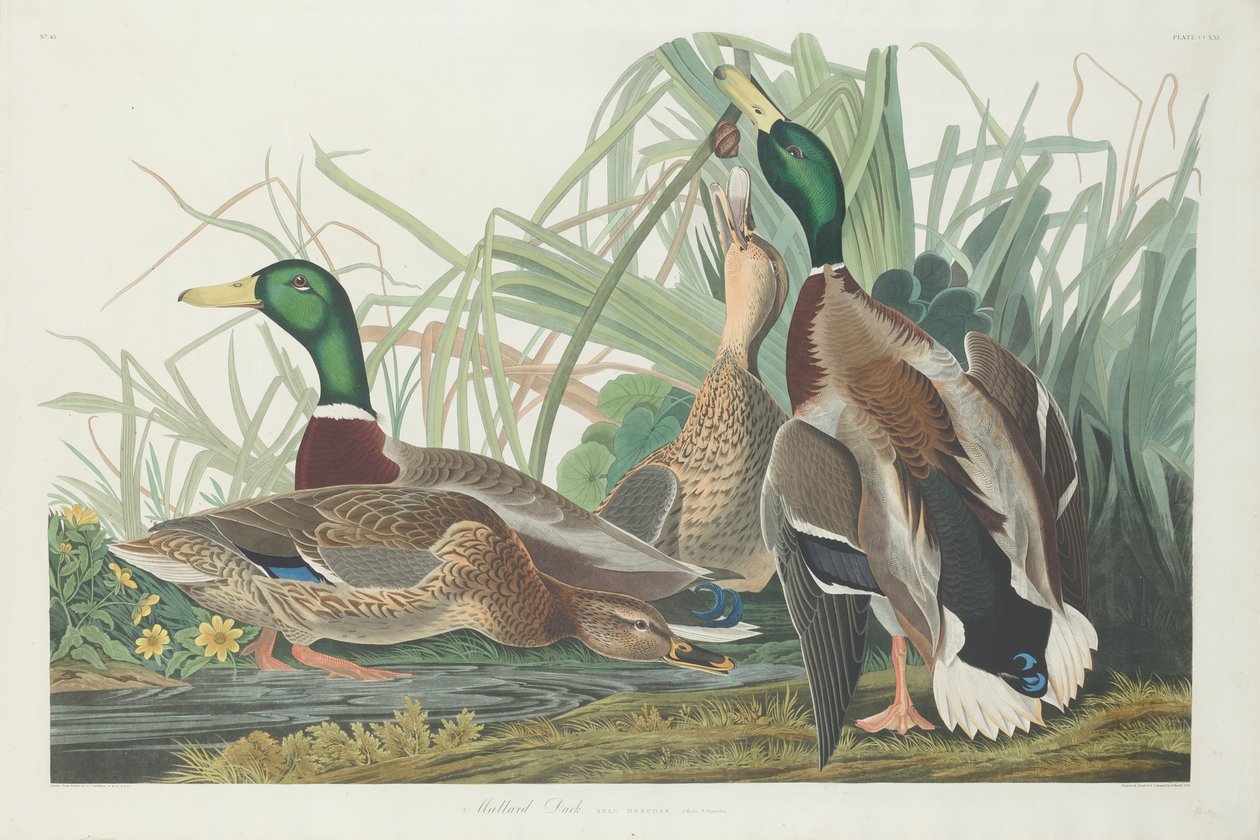 Sinisorsa, 1834 tekijältä John James Audubon