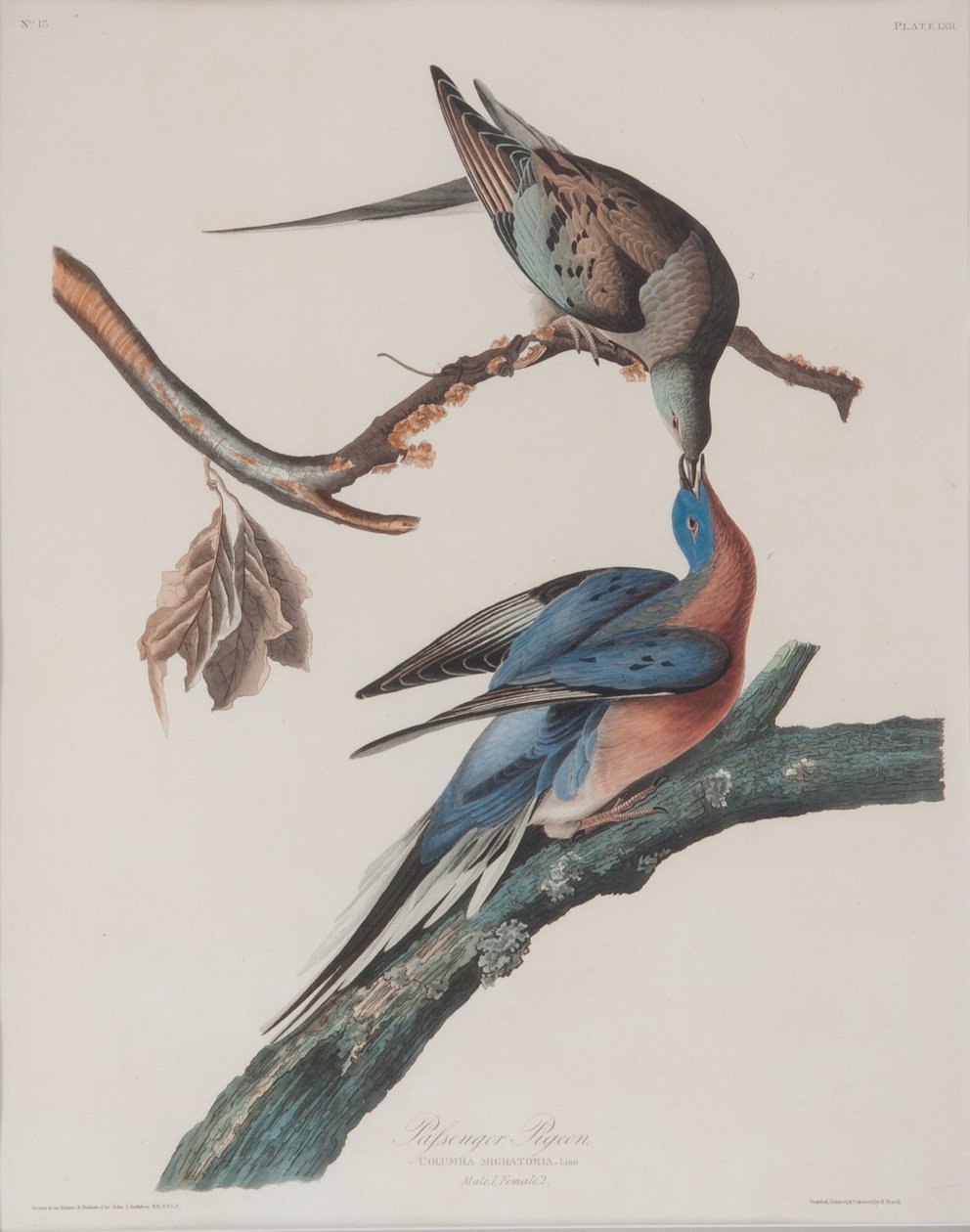 Matkustajakyyhky tekijältä John James Audubon