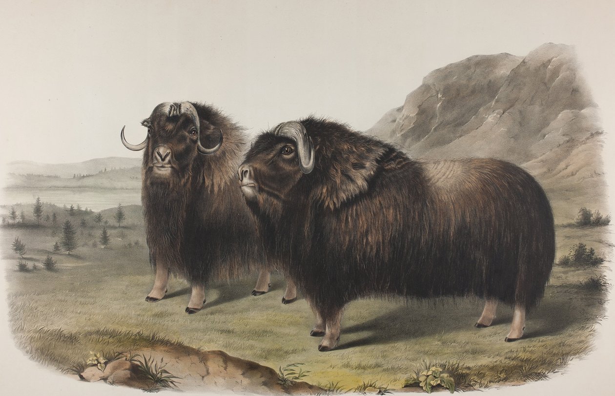 Levy 111. Ovibus Moschatus, Gmel. Musk Ox, 1848 (käsin värjätty ja väripainettu litho kudottupaperille) tekijältä John James Audubon