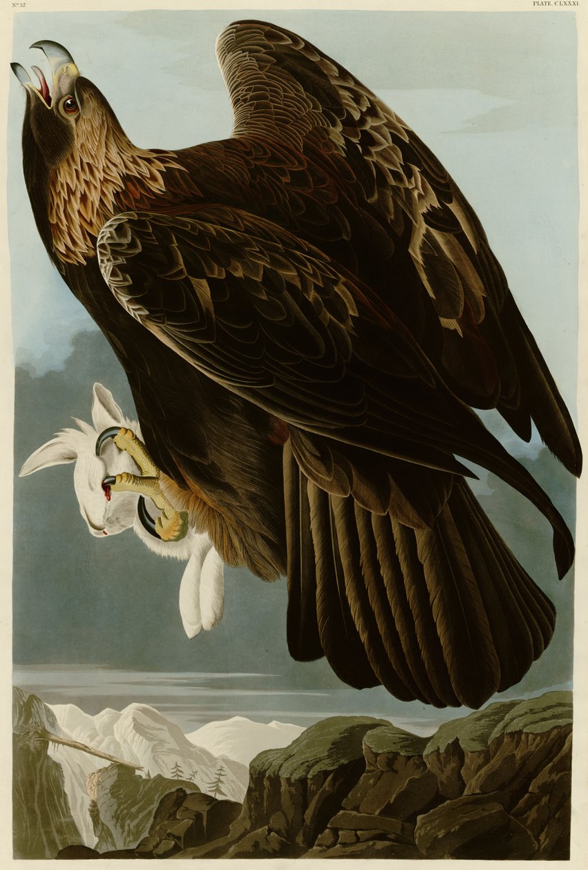 John James Audubonin teoksen Birds of America laatta 181, jossa on kuvattuna maakotka. tekijältä John James Audubon