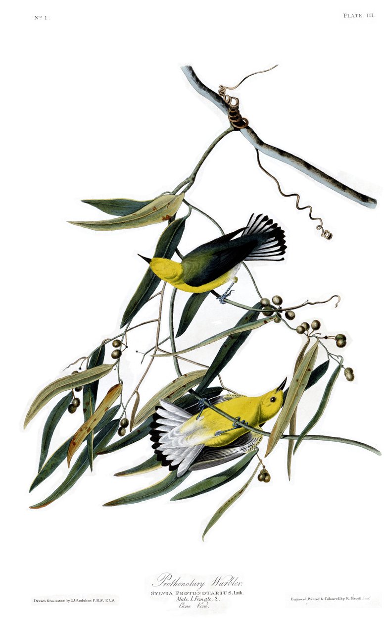 John James Audubonin Blate of America -taulukko 3, joka kuvaa Prothonotary Warbleria tekijältä John James Audubon