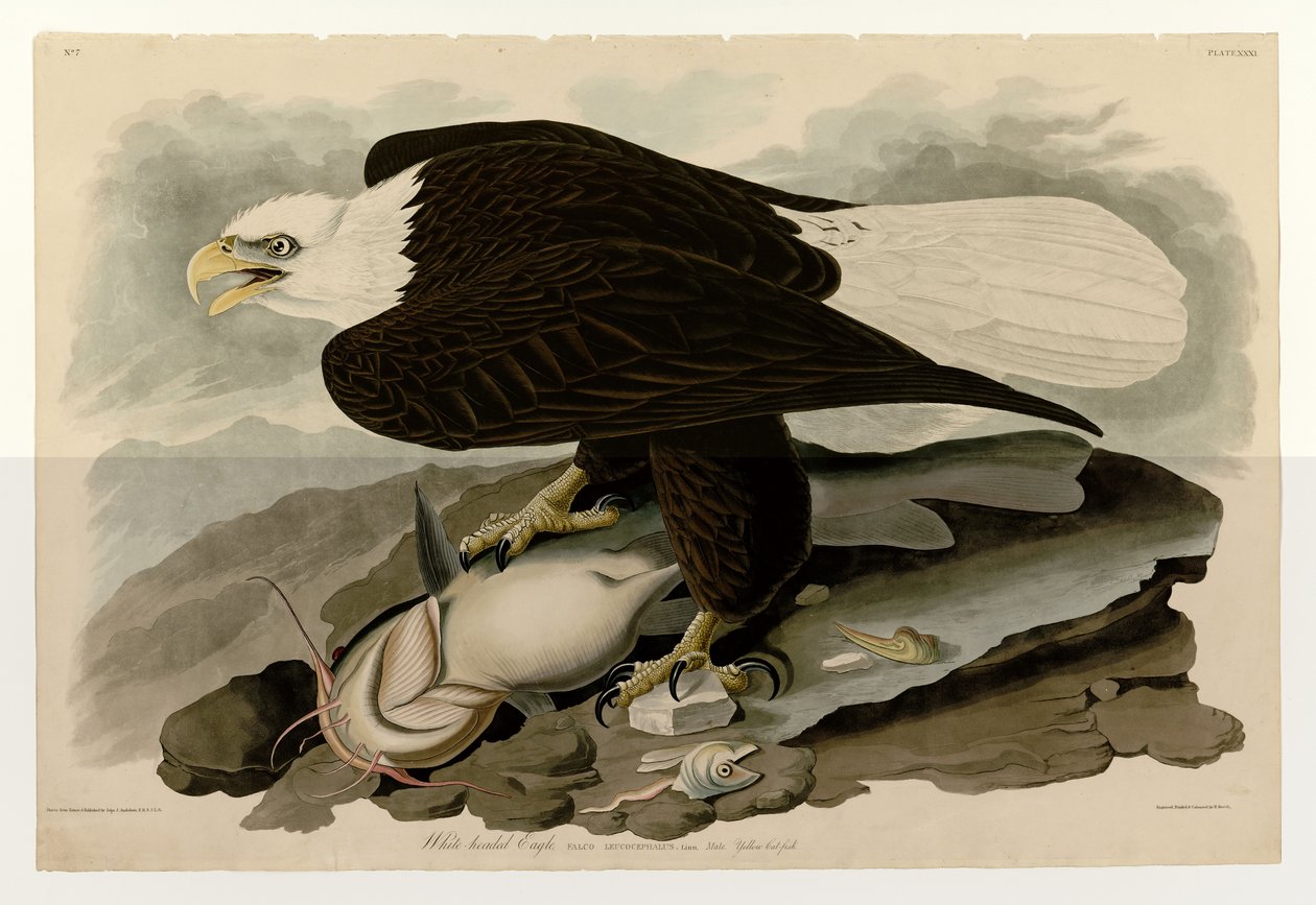 John James Audubonin, Birds of America, levy 31, joka kuvaa valkopäätä tekijältä John James Audubon