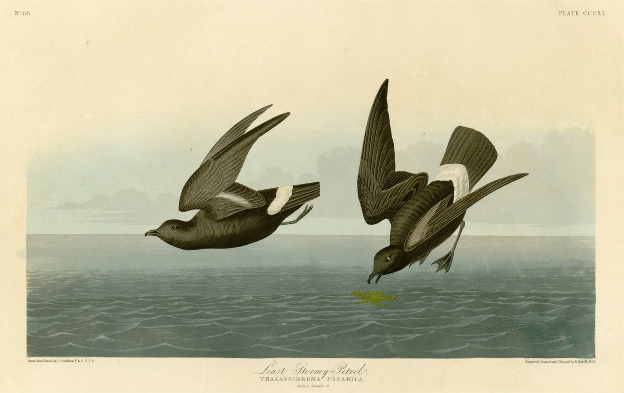 John James Audubonin levy 340 of Birds of America, joka kuvaa vähiten myrskyistä Petreltä tekijältä John James Audubon