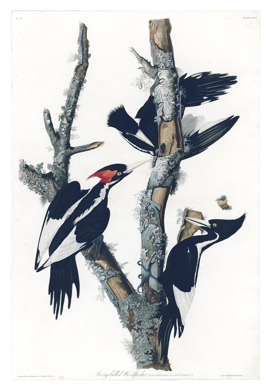 John James Audubonin teoksen Birds of Americaby lauta 66, jossa on kuvattuna norsunluunsyöjäsyöjä. tekijältä John James Audubon