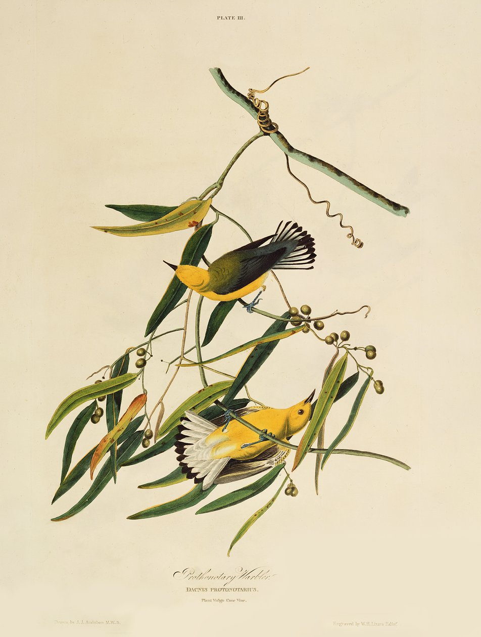 Prothonotary Warbler, William Home Lizarsin (1788-1859) kaiverruksesta 