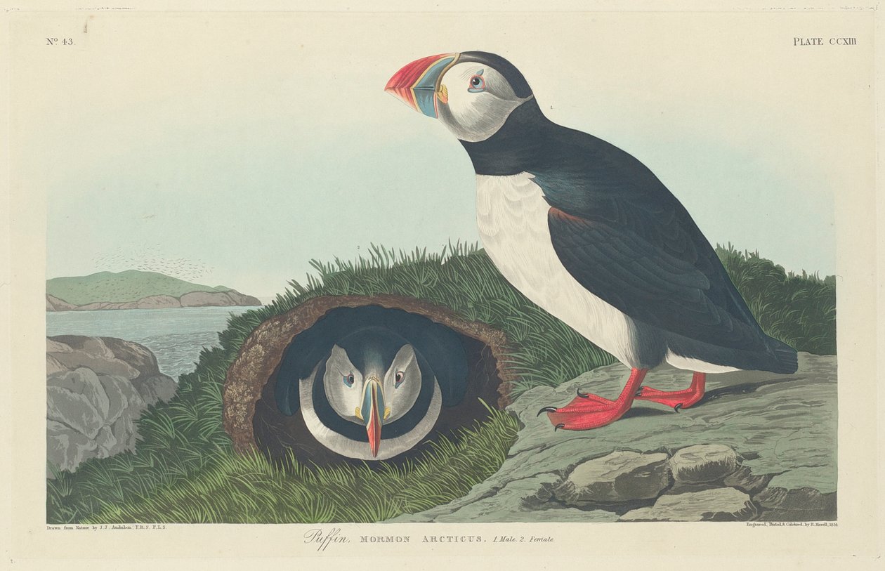Puffin, 1834 tekijältä John James Audubon