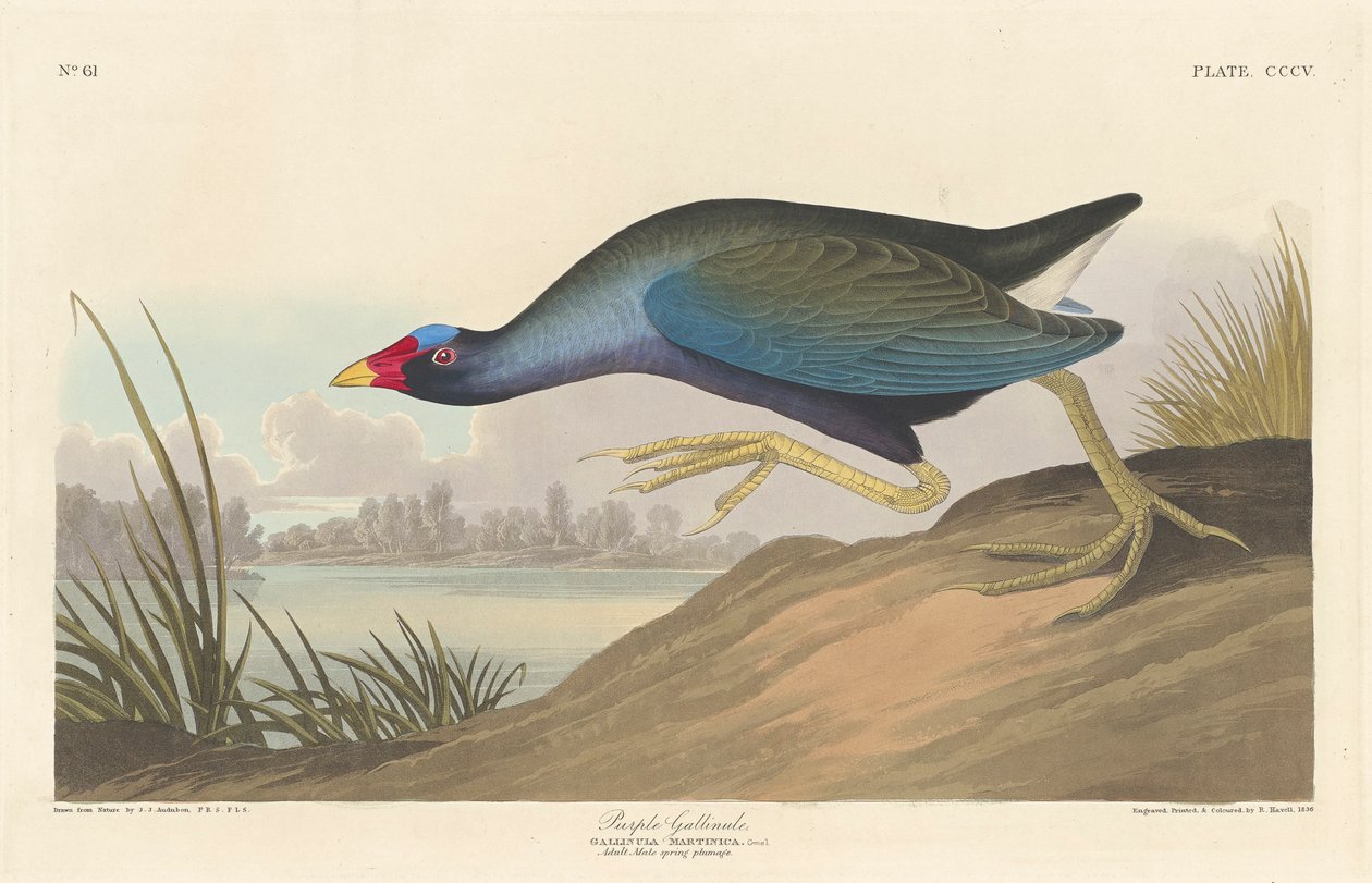 Violetti gallinuli, 1836 tekijältä John James Audubon