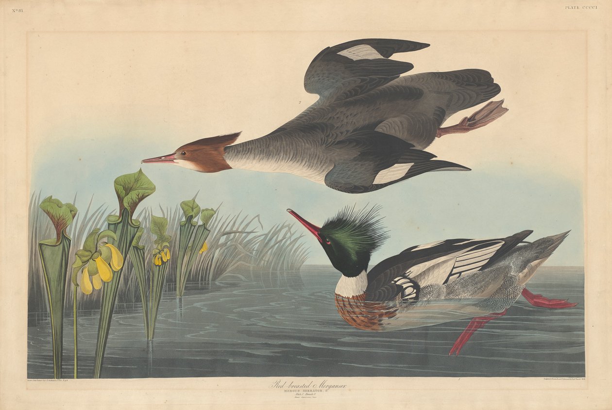 Punarintainen, 1838 tekijältä John James Audubon
