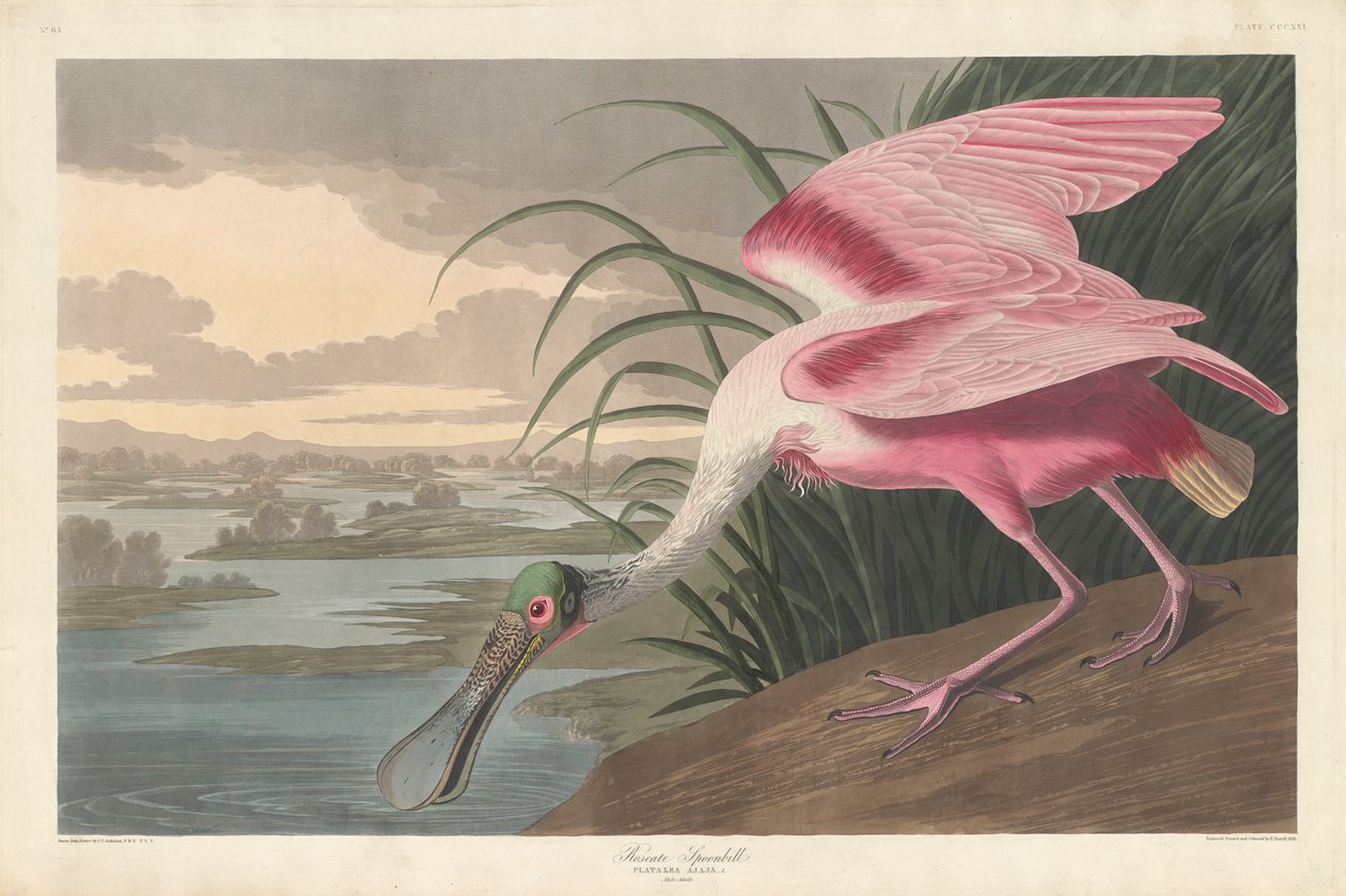 Ruusuinen lusikkanokka, 1836 tekijältä John James Audubon