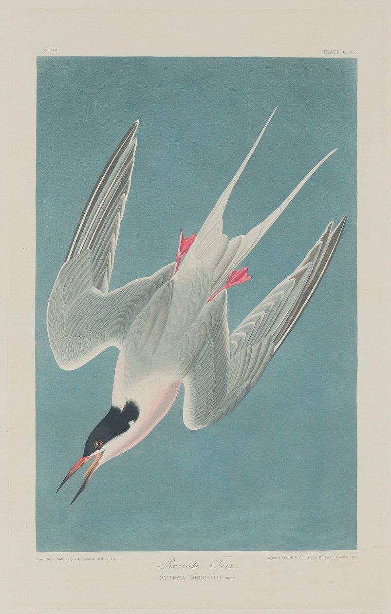 Ruususieppo, 1835 tekijältä John James Audubon