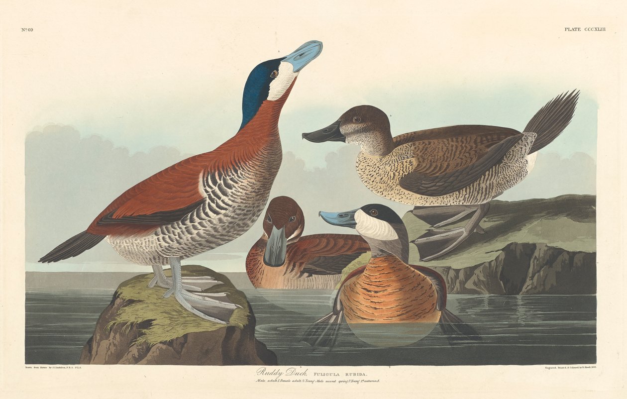 Punainen ankka, 1836 tekijältä John James Audubon