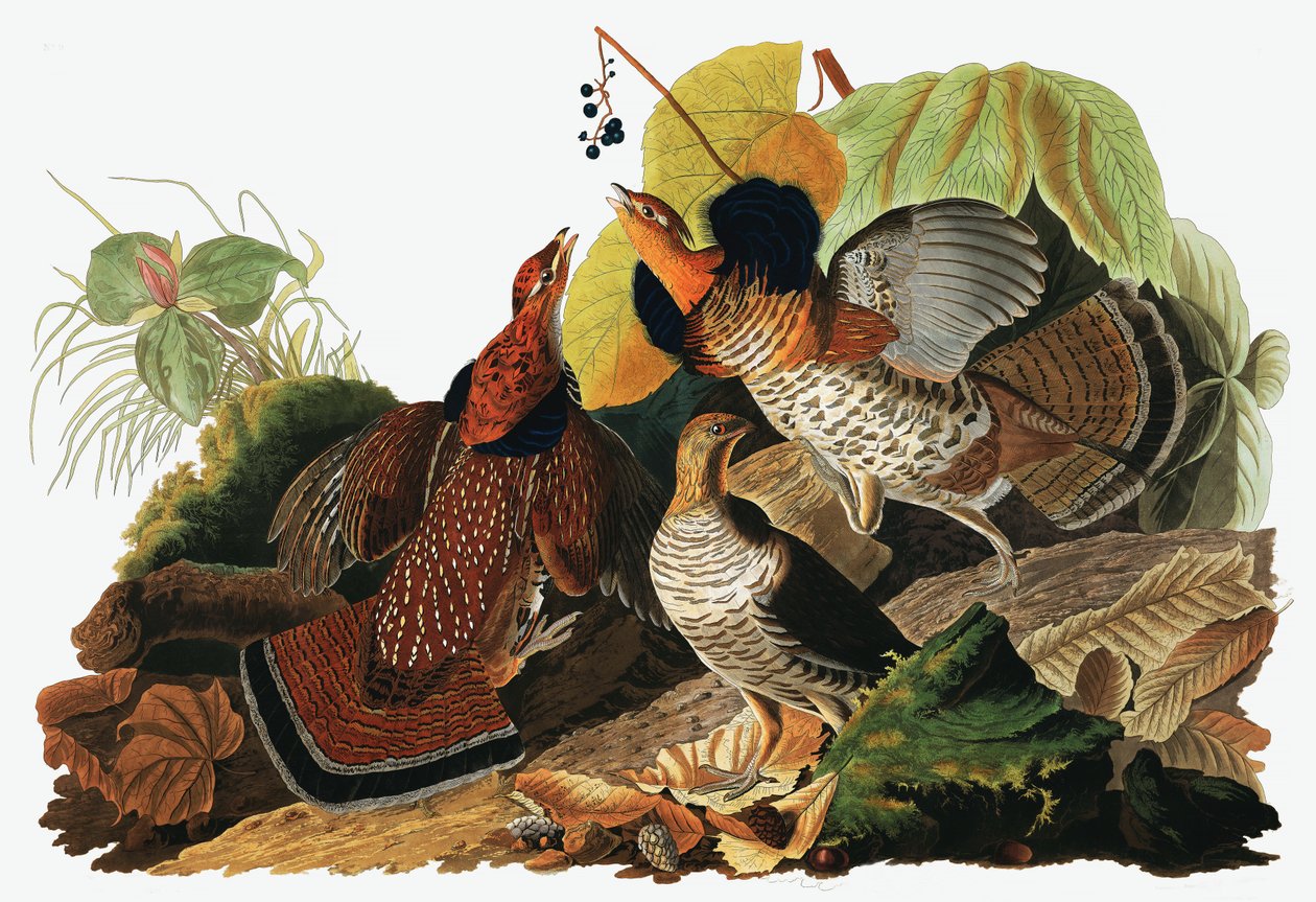 Ruffed Grouse, Tetrao Umbellus, John J. Audubonin elokuvasta The Birds of America, pub. 1827-38 (käsinvärinen kaiverrus) tekijältä John James Audubon
