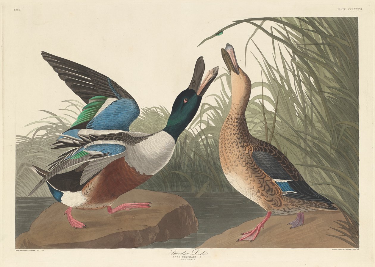Shoveller Duck, 1836 tekijältä John James Audubon