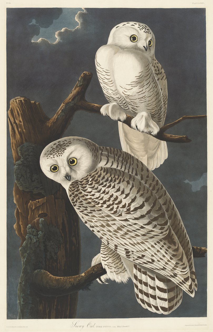 Lumipöllö, 1831 tekijältä John James Audubon