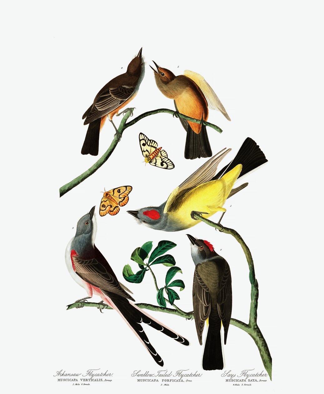 Three Varities of Flycatcher, The Birds of America, kirjoittanut John J. Audubon, pub. 1827-38 (käsinvärinen kaiverrus) tekijältä John James Audubon