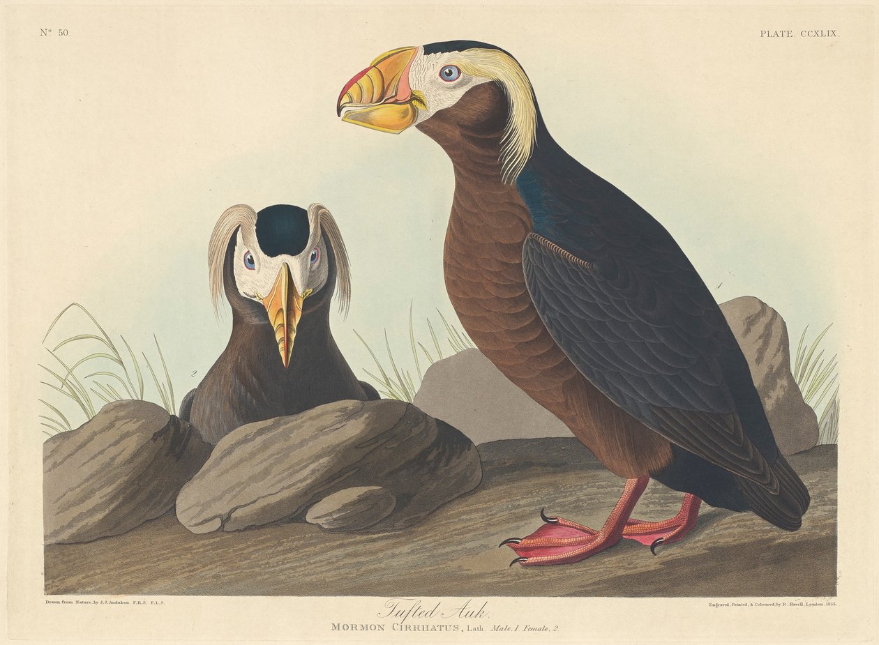Tufted Auk, 1835 tekijältä John James Audubon