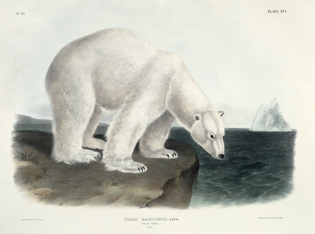 Ursus Maritimus (jääkarhu), levy 91 teoksesta 