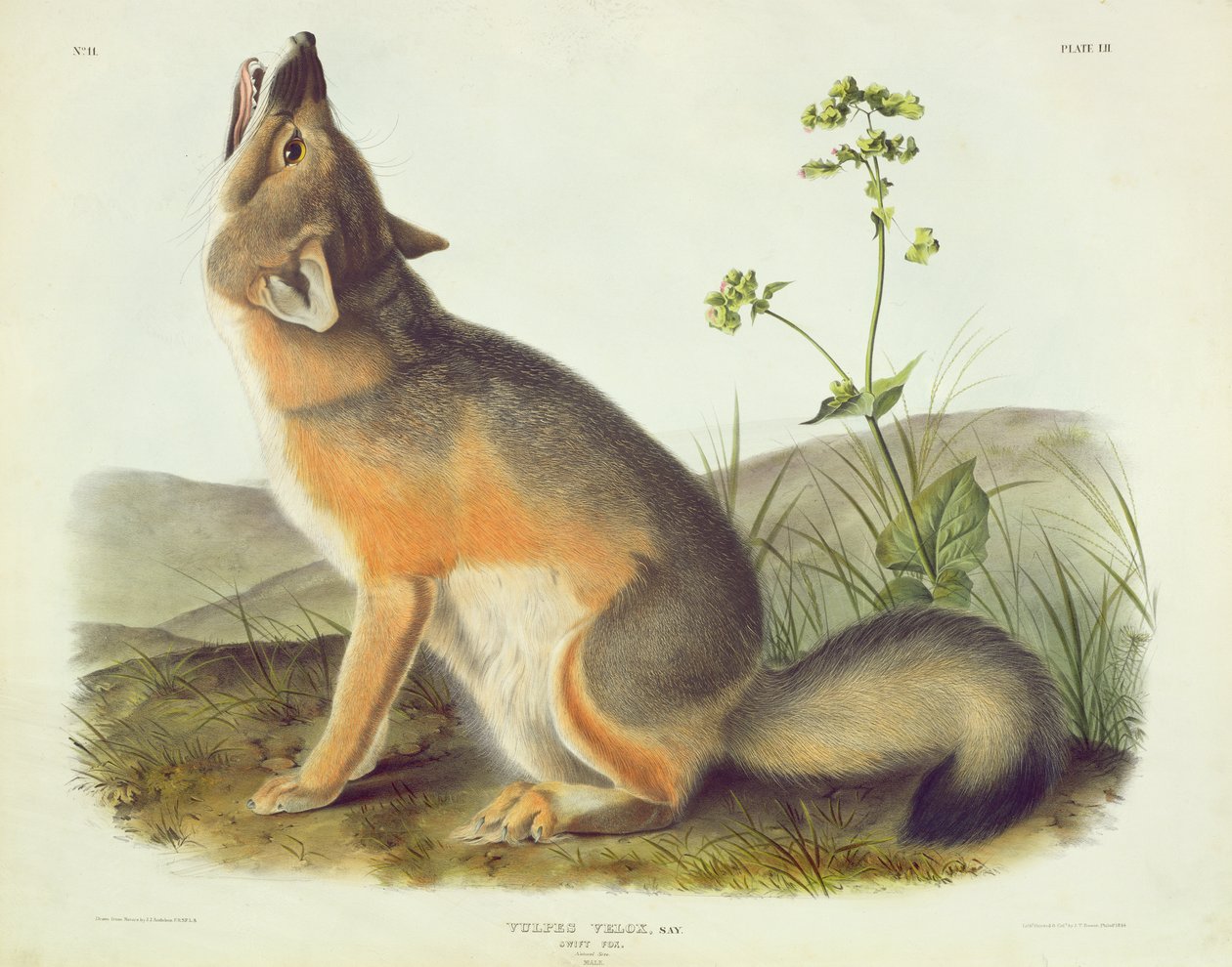 Vulpes Velox (Vulpes Velox), kuva 52 teoksesta "Quadrupeds of North America", kaivertaja John T. Bowen (1801-1856), 1844. tekijältä John James Audubon