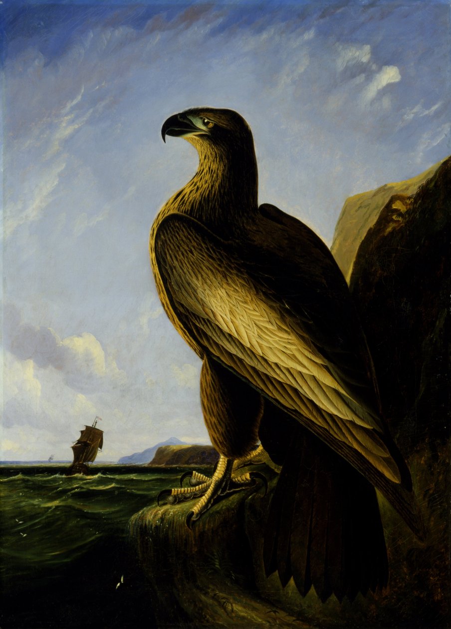 Washington Sea Eagle tekijältä John James Audubon