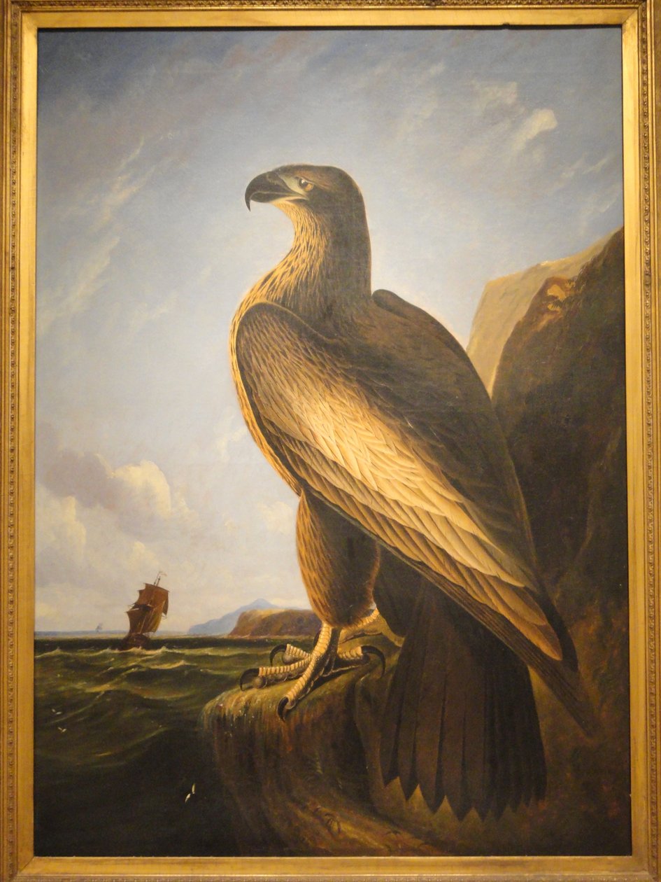 Washington Sea Eagle tekijältä John James Audubon