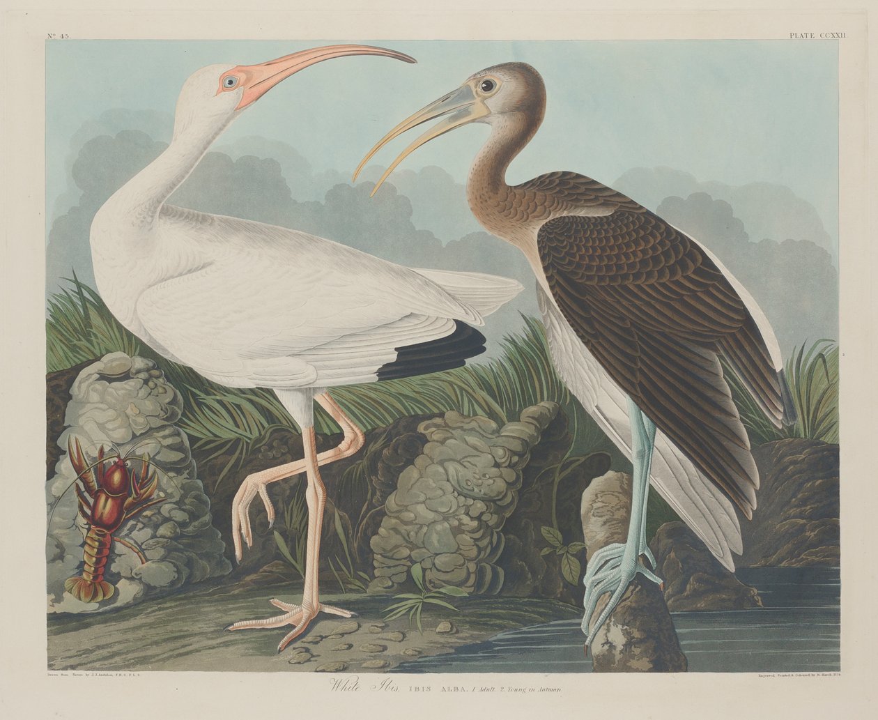 Valkoinen iibis, 1834 tekijältä John James Audubon