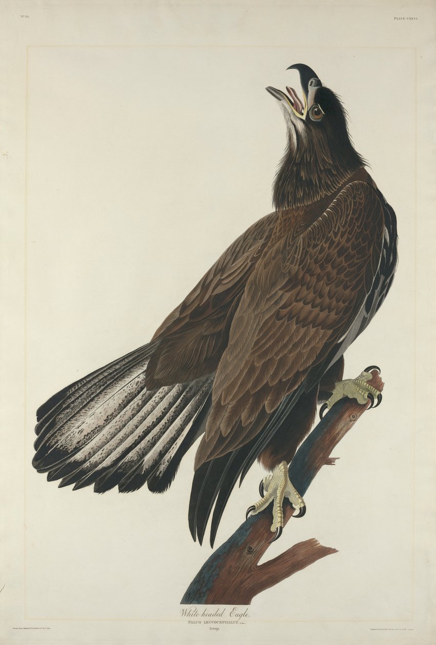 Valkopäämerikotka, 1832 tekijältä John James Audubon