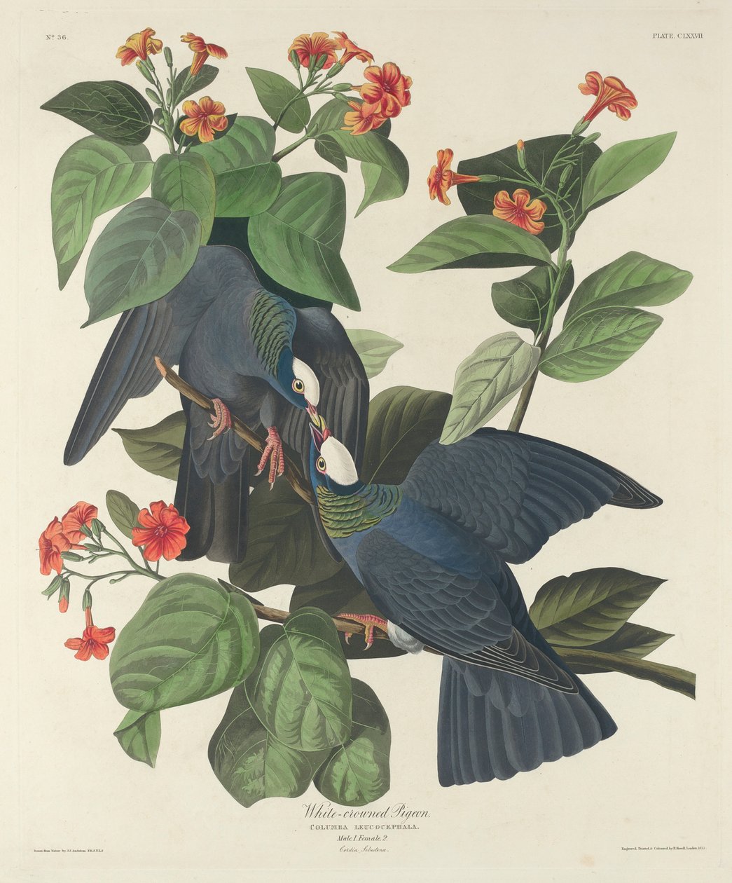 Valkokruunukyyhky, 1833 tekijältä John James Audubon