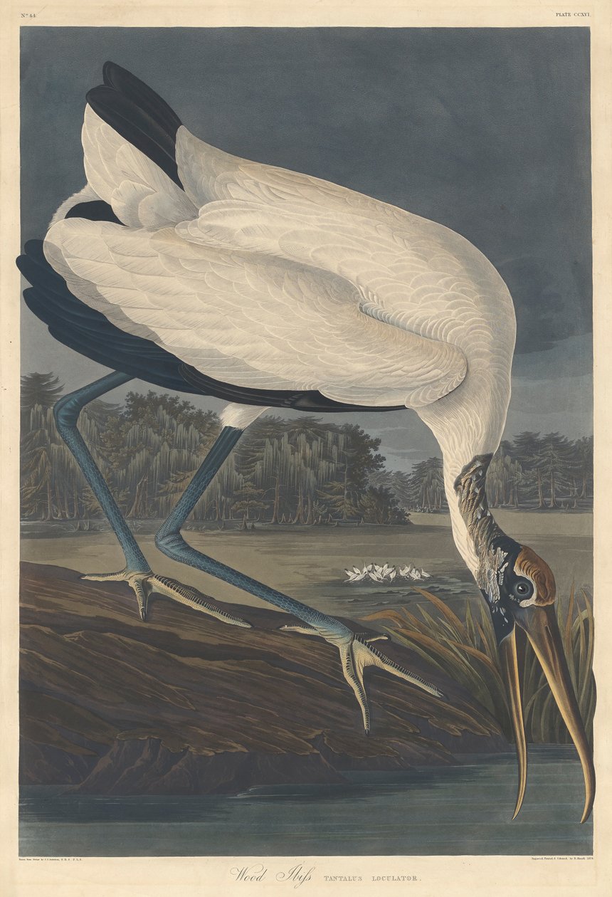Metsäibis, 1834 tekijältä John James Audubon