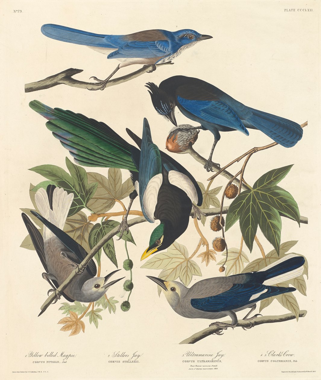 Keltanokkaharakka, Stellers Jay, Ultramarine Jay ja Clarks Crow, 1837 tekijältä John James Audubon
