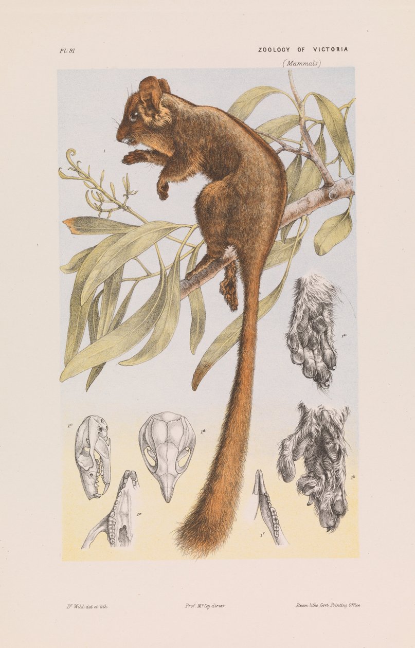 Leadbeaters Possum, Gymnobelideus leadbeateri tekijältä John James Wild