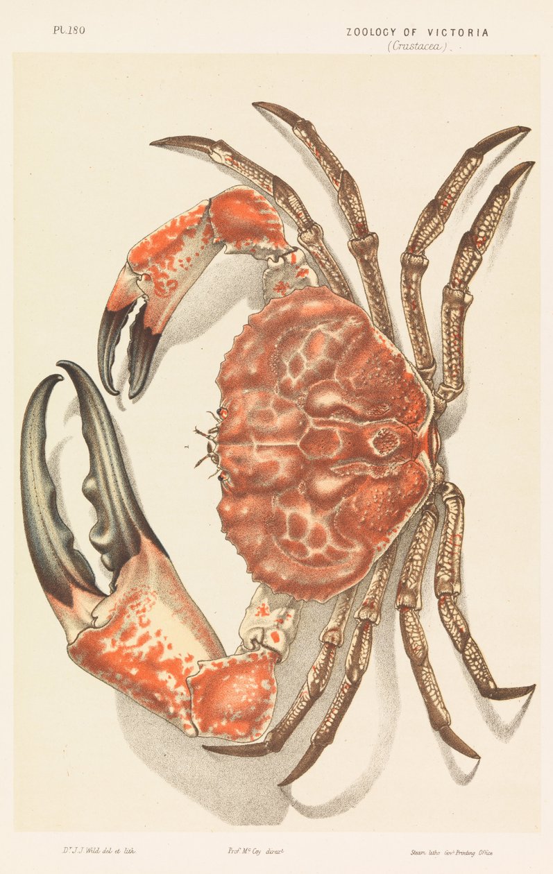Tasmanian jättiläisrapu, Pseudocarcinus gigas tekijältä John James Wild