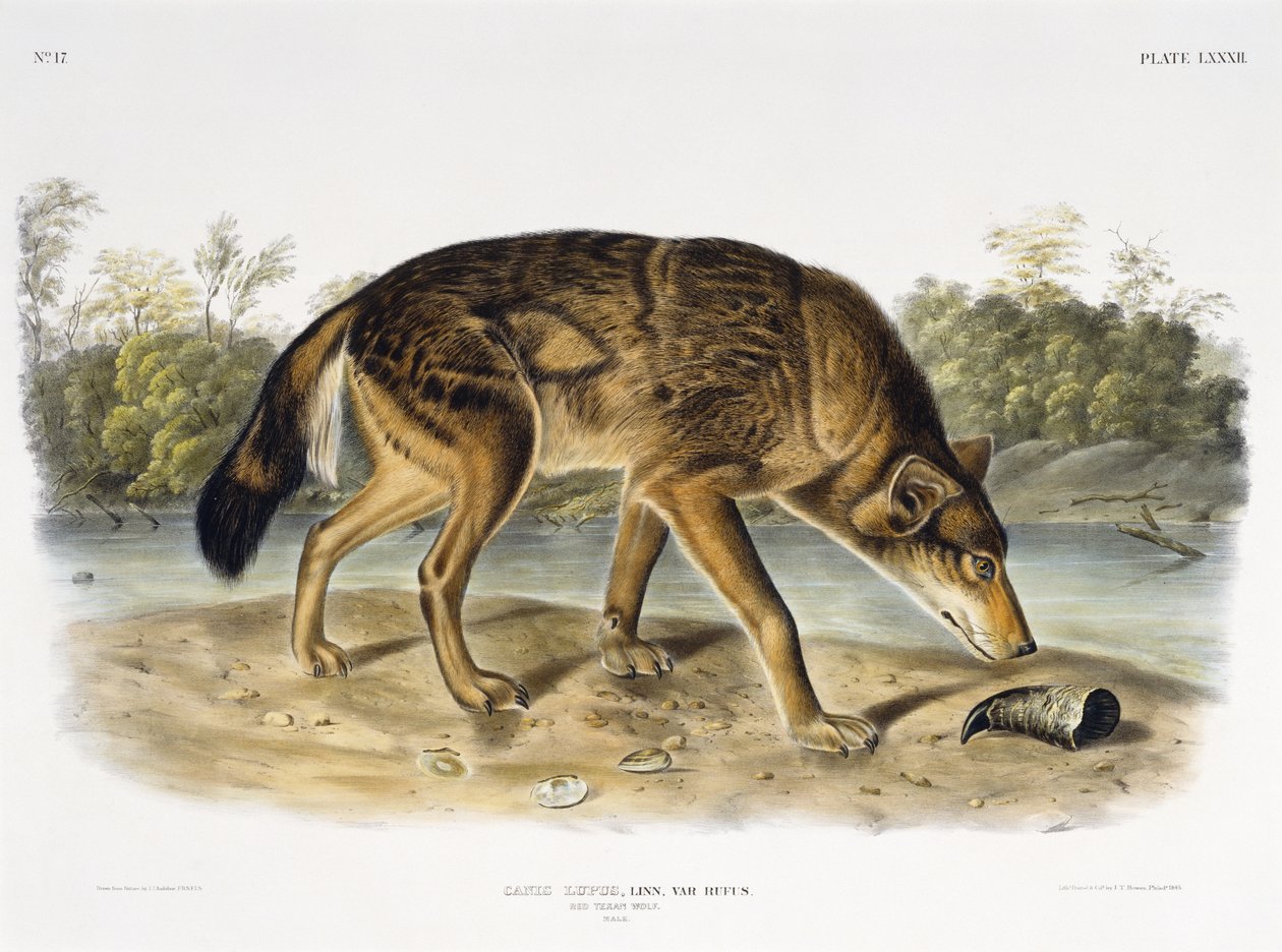 Punainen teksasilainen susi, 1845 (käsin värjätty litografia) tekijältä John James after Audubon