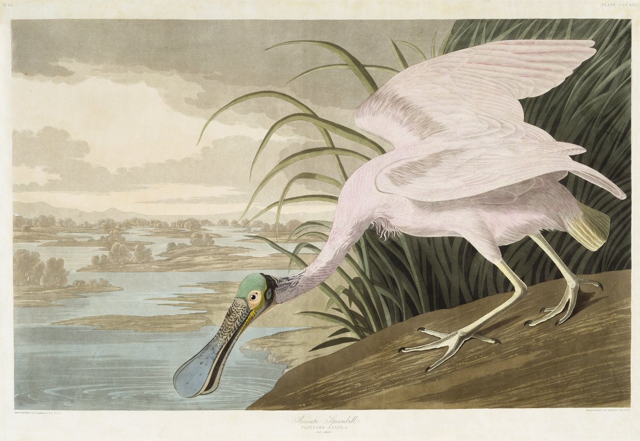 Ruusupunainen lusikkanokka, 1836 (käsinvärinen akvatinta kudottupaperille) tekijältä John James after Audubon
