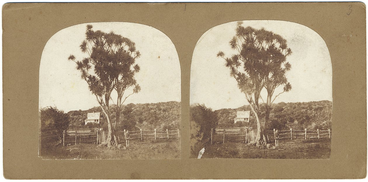 Native Ti- tai Manuku Tree -näyte, jota kutsutaan kaalipuuksi, Auckland, Uusi-Seelanti (albumiiniprintti) tekijältä John Kinder