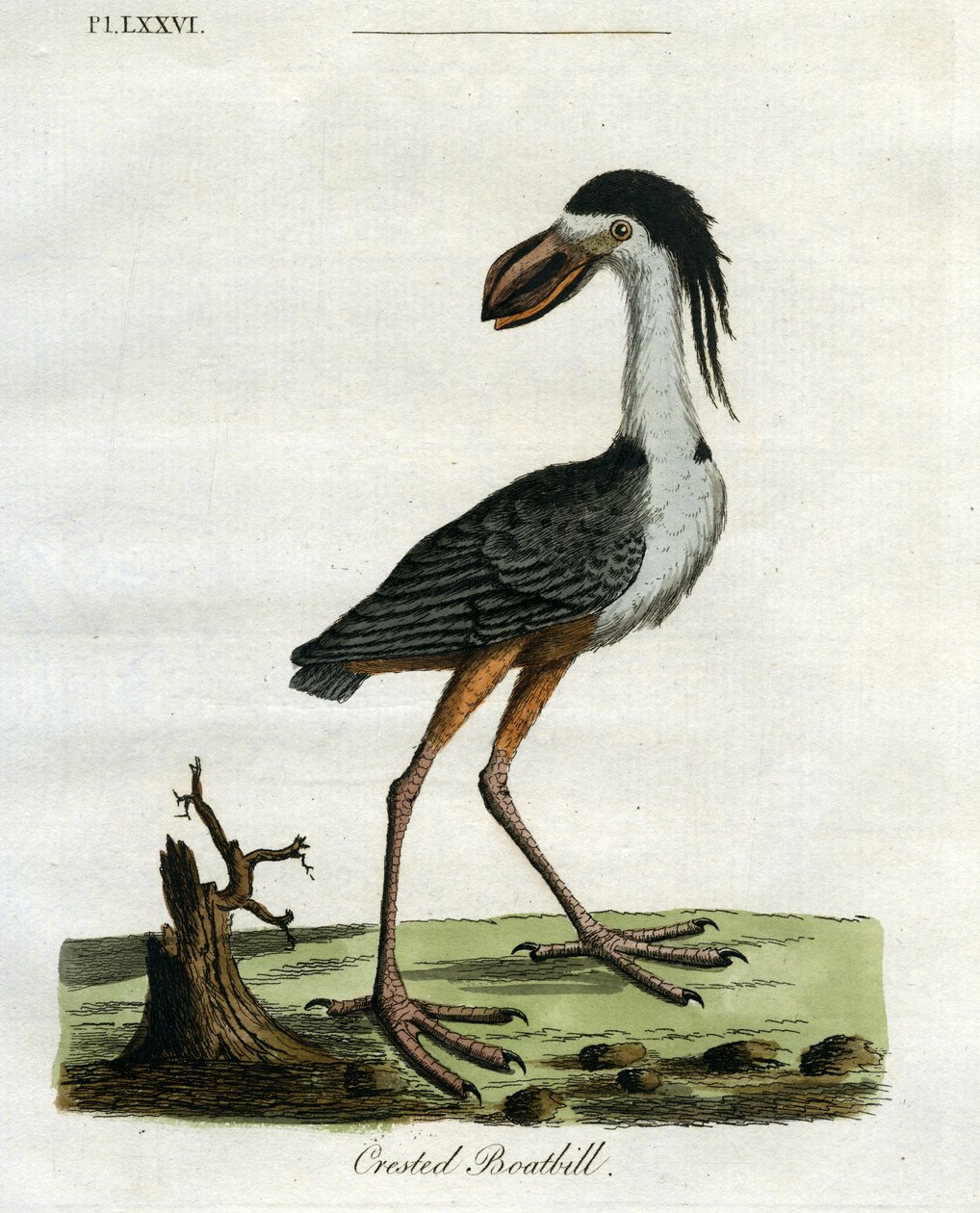 Crested Boatbill, 1781-5 (käsinvärinen kaiverrus) tekijältä John Latham