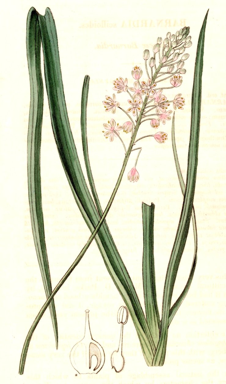 Barnardia japonica tekijältä John Lindley