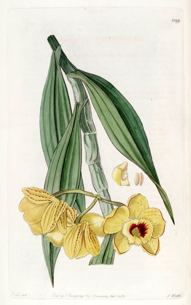 Dendrobium chrysanthum tekijältä John Lindley