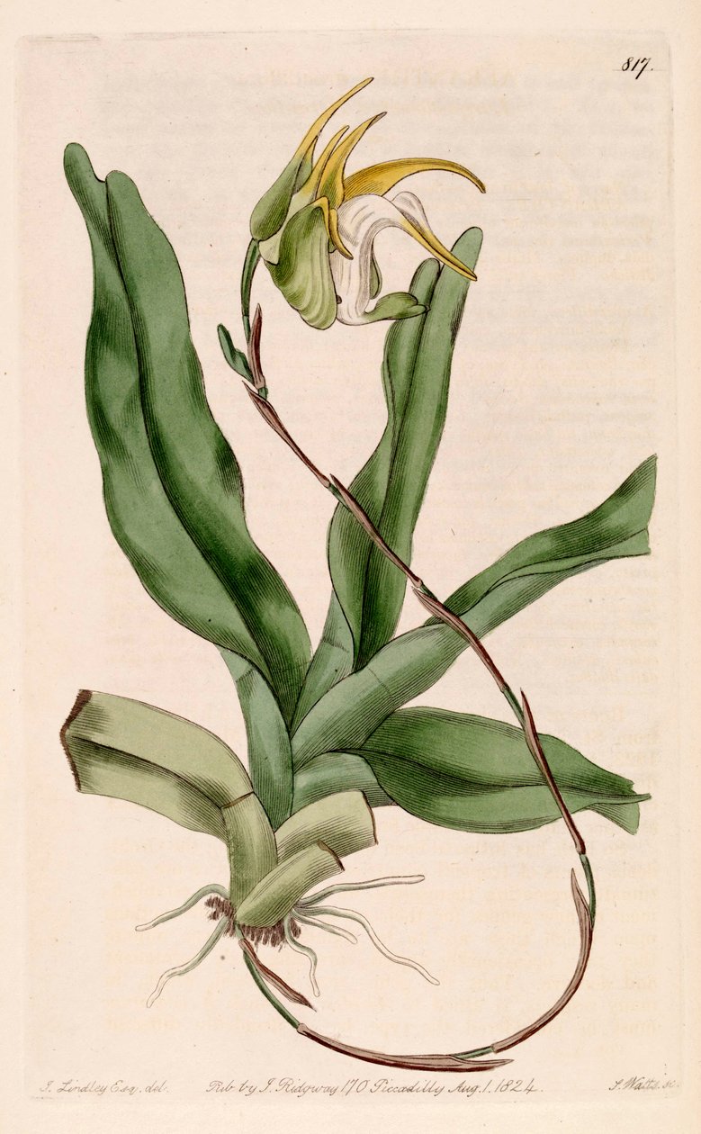 Kuva Aeranthes grandiflorasta tekijältä John Lindley