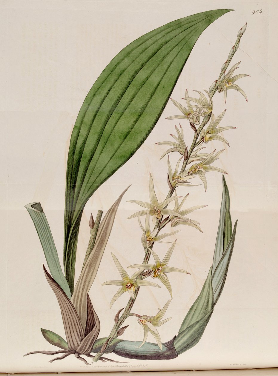 Kuva Eria javanicasta (syn. Eria stellata) tekijältä John Lindley